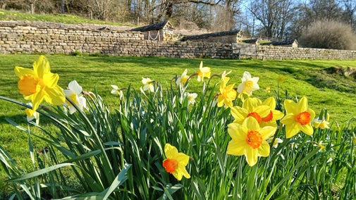 Daffodils blooming by the Roman walls at Chedworth Roman Villa